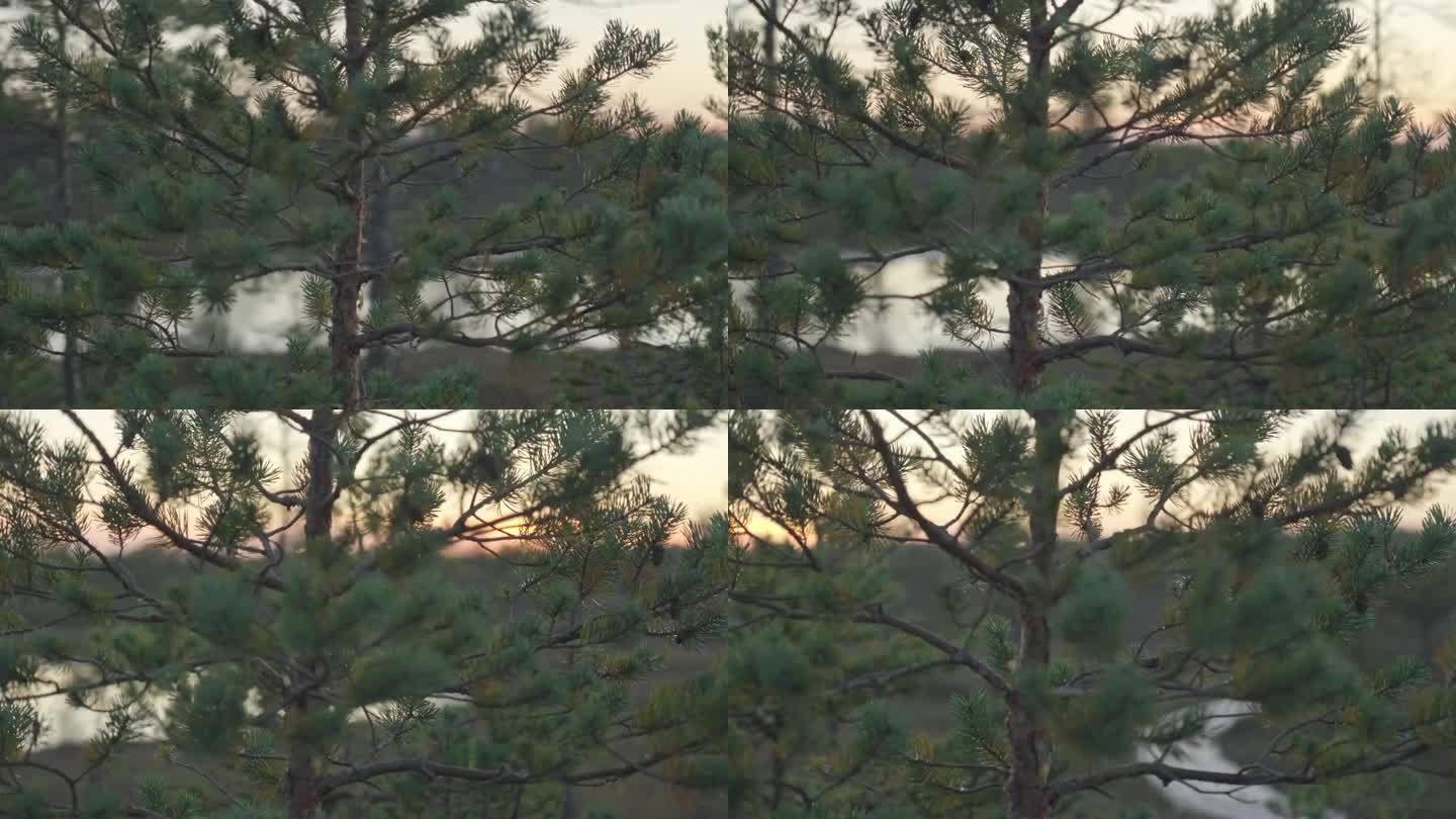 在一个宁静的湖泊附近，在一个令人惊叹的日落期间，电影般平滑的框架镜头滑过树木