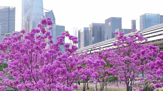 中国广东省广州市琶洲会展中心紫花风铃