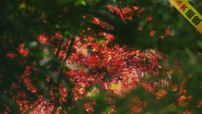 枫叶红叶秋景自然生态空镜