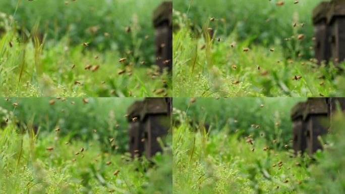 慢镜头特写蜜蜂飞舞春天田野