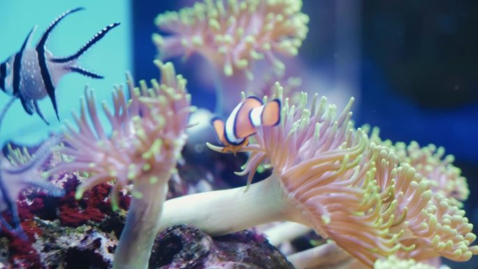 水族馆里的鱼游在海藻和珊瑚之间。近距离射击