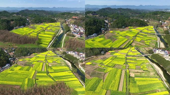 乡村油菜花片头素材航拍