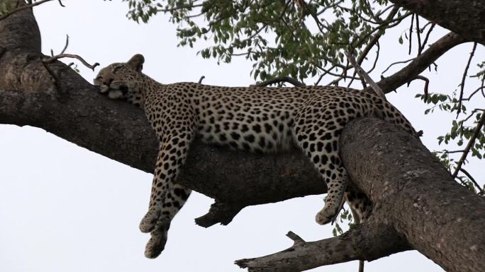 一只豹子在一根大树枝上睡得很香。特写镜头。