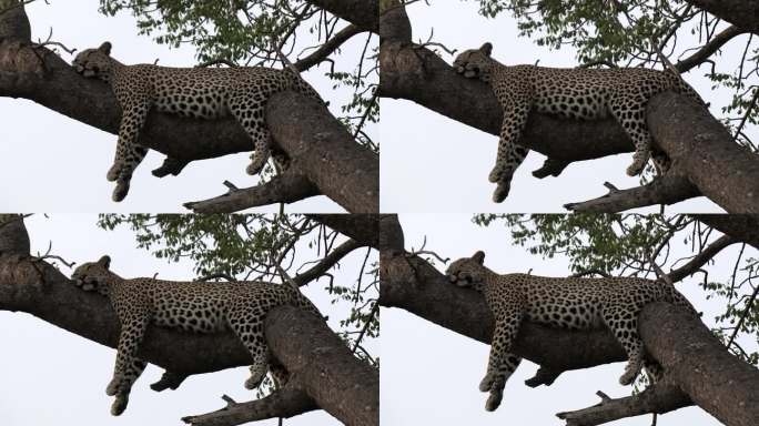 一只豹子在一根大树枝上睡得很香。特写镜头。