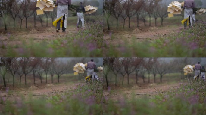 茶园防控 物理防控 生物防控 绿色防控