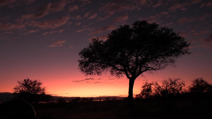 日落后的南非天际线，一棵树的剪影和粉红色的天空。