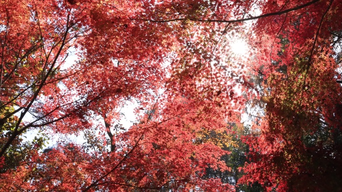 秋天唯美红叶红枫光影 阳光穿透树叶