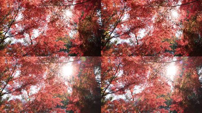 秋天唯美红叶红枫光影 阳光穿透树叶
