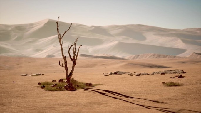 在沙漠中，有一棵小树站在那里，枯萎而毫无生气。
