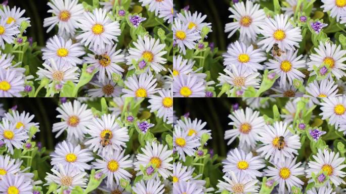 雄性普通雄蜂在圣贝纳迪诺紫花上采集花粉
