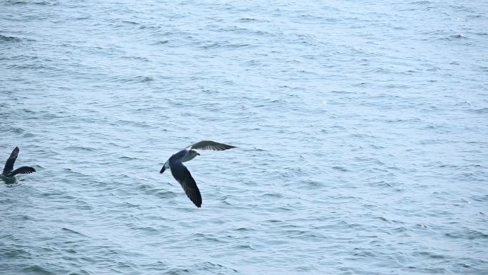 海面上展翅高飞的海鸥升格拍摄