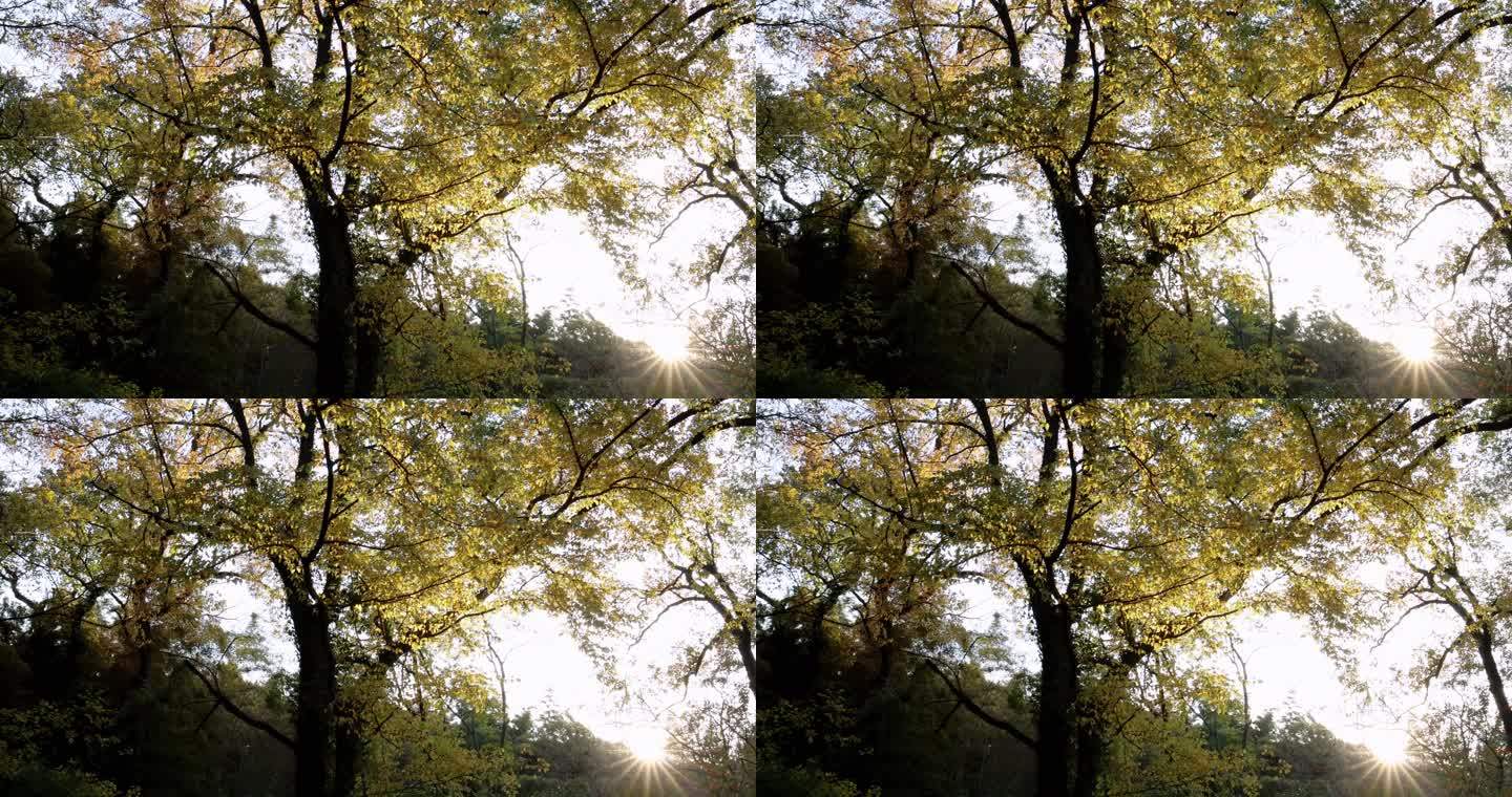 秋天阳光穿透树叶唯美光影