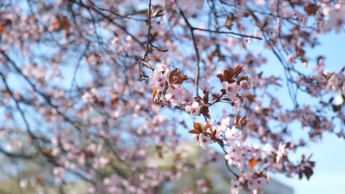 开花的梅枝特写