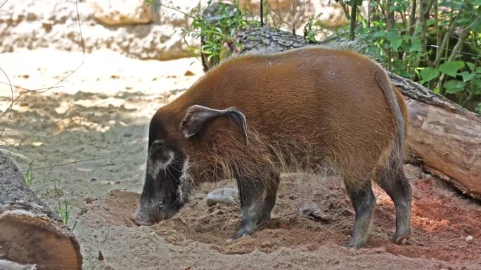红河猪，又名矮猪。