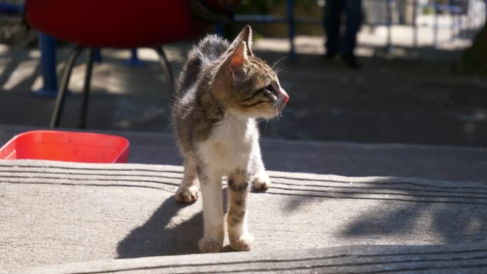 阳光明媚的一天伊斯坦布尔市中心著名的猫小猫楼梯慢动作观看4k土耳其