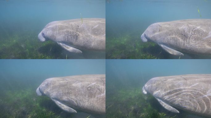 海牛沿着海底的海藻游泳