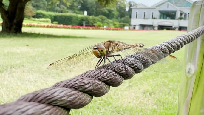 蜻蜓，靠近点。蜻蜓也被称为织补者，魔鬼的箭，或魔鬼的织补针，一种空中掠食性昆虫