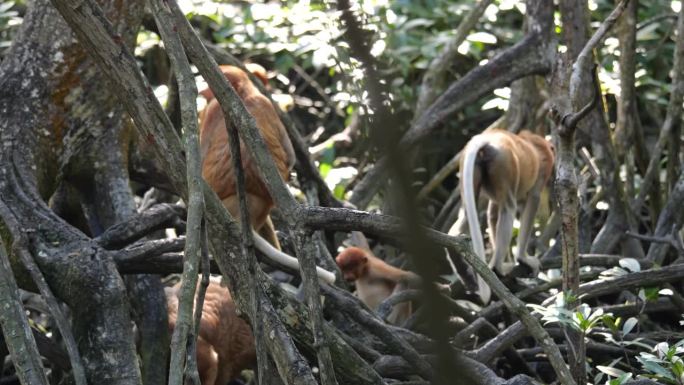 长鼻猴穿过红树林。