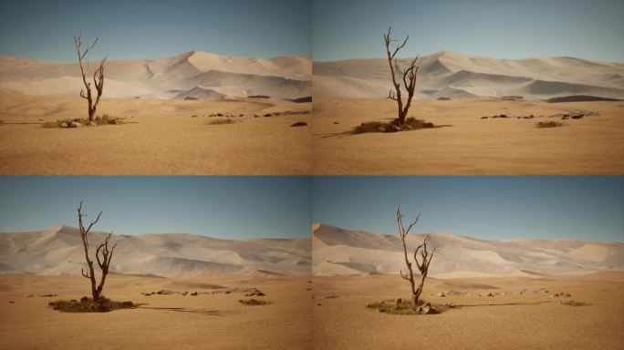沙漠中一棵枯萎的小树