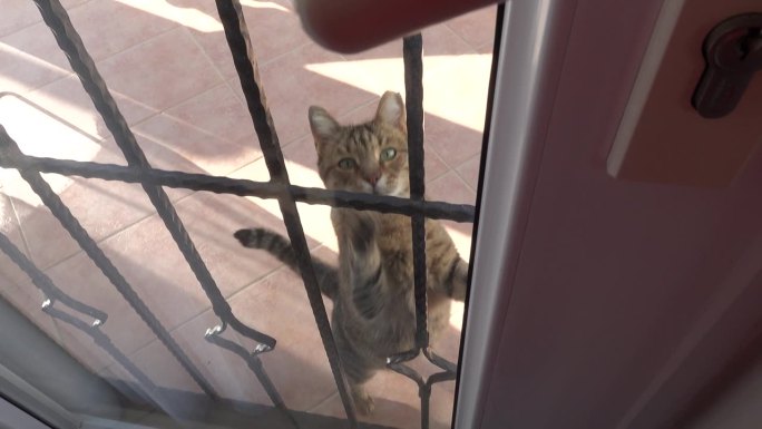 猫试图从外面用爪子推开阳台的门