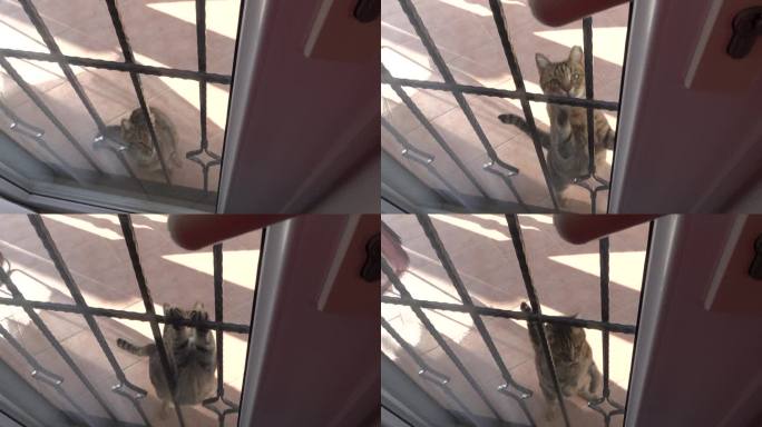 猫试图从外面用爪子推开阳台的门