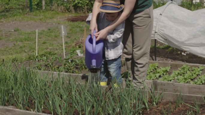 女人和孩子一起在花园里给大葱浇水。弹簧的工作