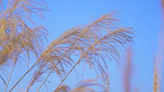 4K实拍芦苇野草茅草秋天秋季