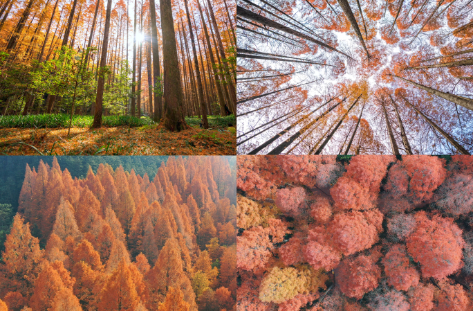 湖南靖州排牙山红杉林秋天秋色美丽风光