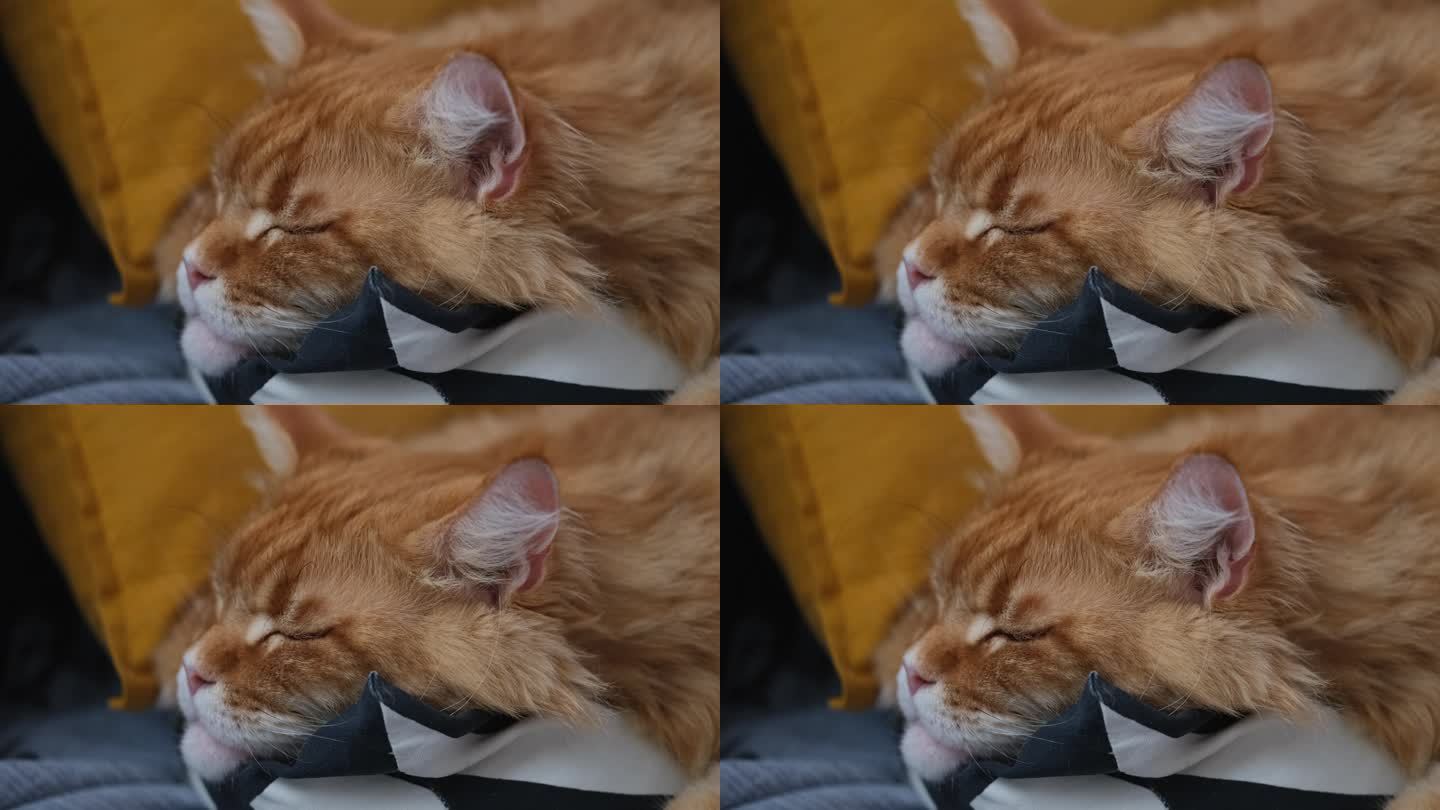 一只红色缅因猫正在枕头上睡觉，耳朵在动。