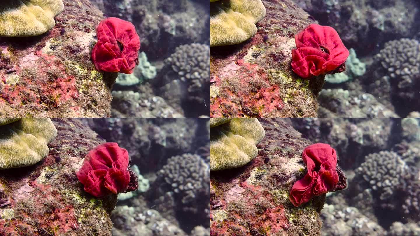 西班牙舞者的蛋。(水下的玫瑰，花)特写。裸鳃亚目动物鱼子酱。西班牙舞者。夏威夷考艾岛科罗亚岛的水下生