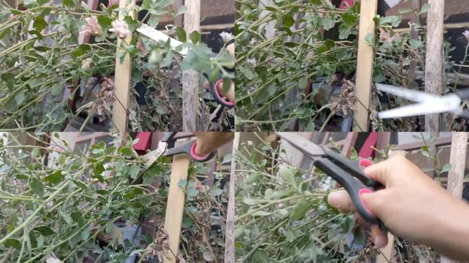收割菊花——用剪刀剪菊花