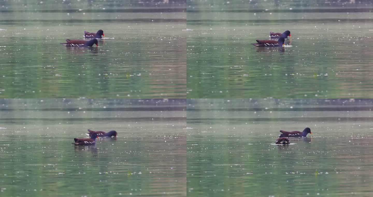 湖水中觅食的鸭子