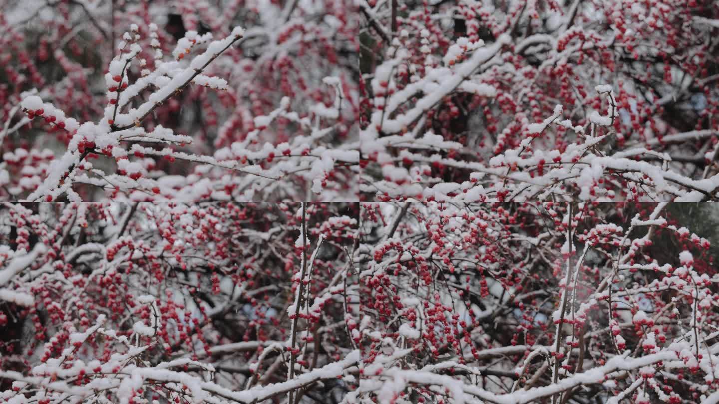 沈阳植物雪景