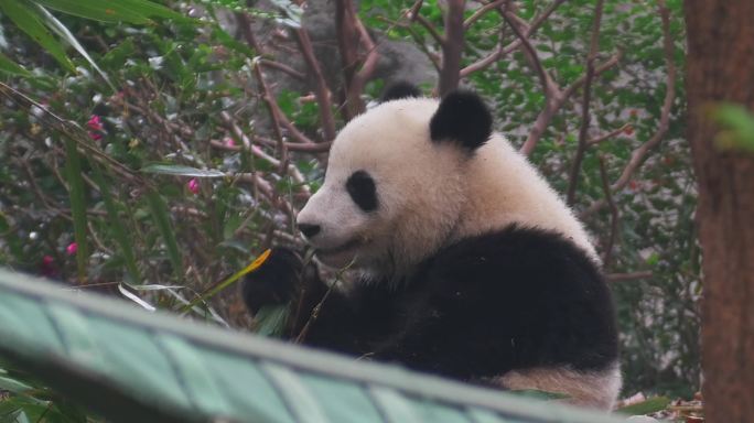 大熊猫吃竹子