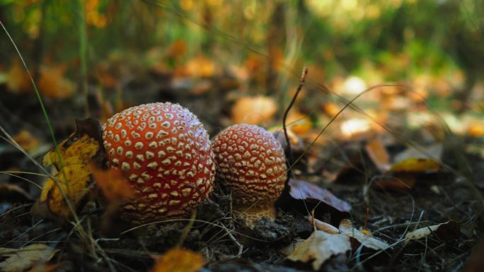 帽上有白色斑点的红色木耳蘑菇