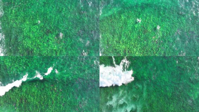 翡翠浪:鸟瞰冲浪者在悉尼郁郁葱葱的绿礁，北部海滩，澳大利亚