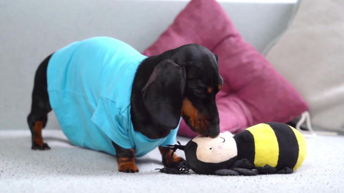 一只穿着蓝色t恤的腊肠狗开心地舔着蜜蜂形状的玩具。