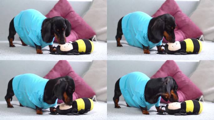 一只穿着蓝色t恤的腊肠狗开心地舔着蜜蜂形状的玩具。