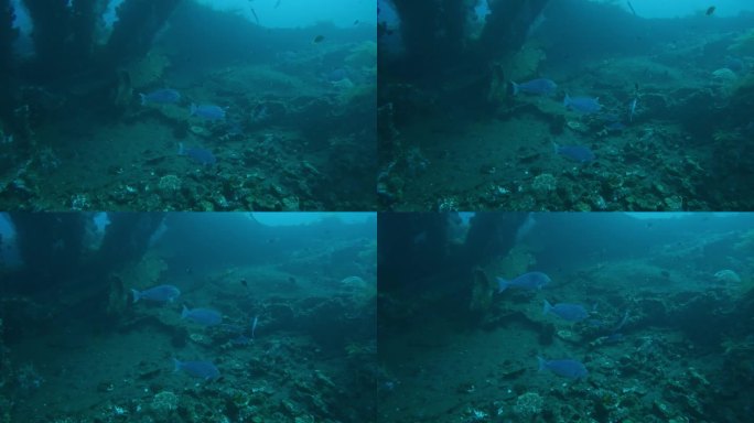 珊瑚礁海底的一群黄鳍刺尾鱼，彩色的大中景