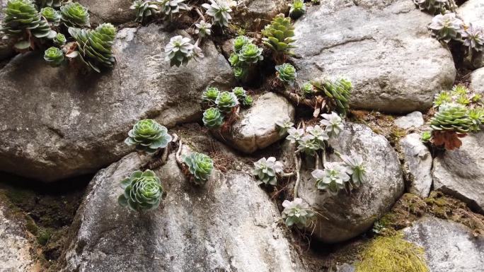 生长在岩壁上的多肉植物。