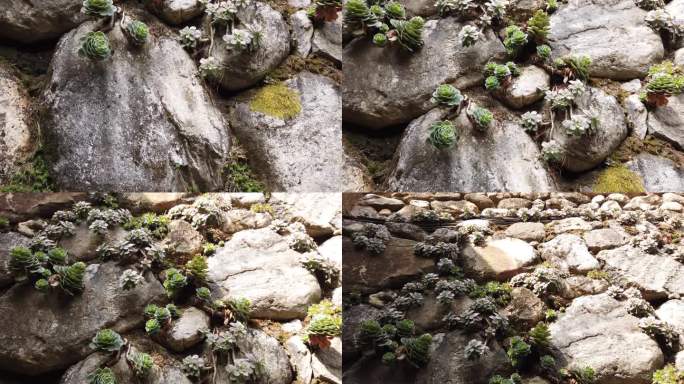 生长在岩壁上的多肉植物。