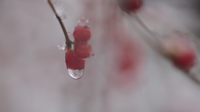 沈阳植物雪景