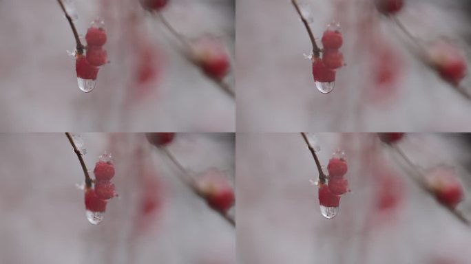 沈阳植物雪景