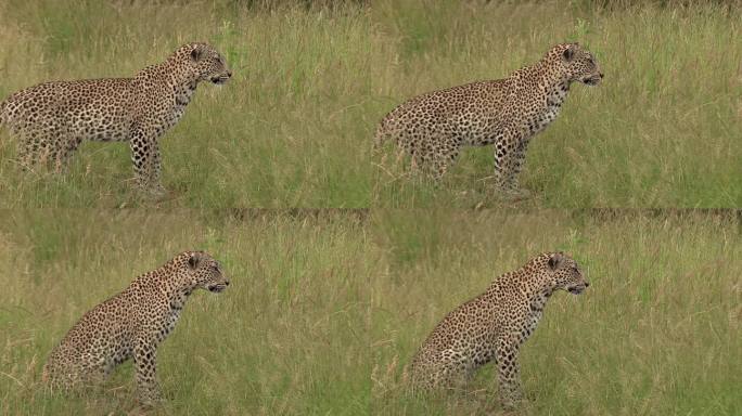 一只处于跟踪模式的豹子，专注地注视着潜在的猎物。关闭了。