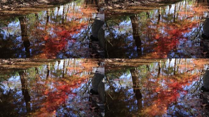 红叶红枫倒映在水里唯美秋天