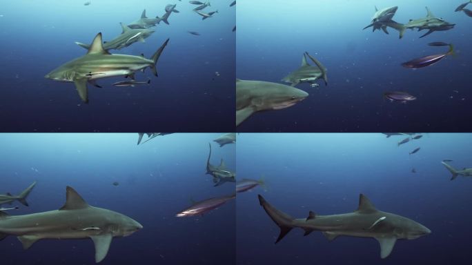 南非的牛鲨