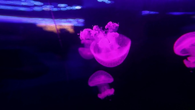 非常漂亮的水生动物—水母