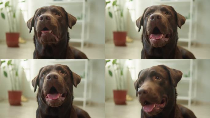 棕色狗的特写。一只寻回犬躺在客厅地板上，一只温顺的深色拉布拉多犬摆姿势。快乐的家养动物概念，最好的朋