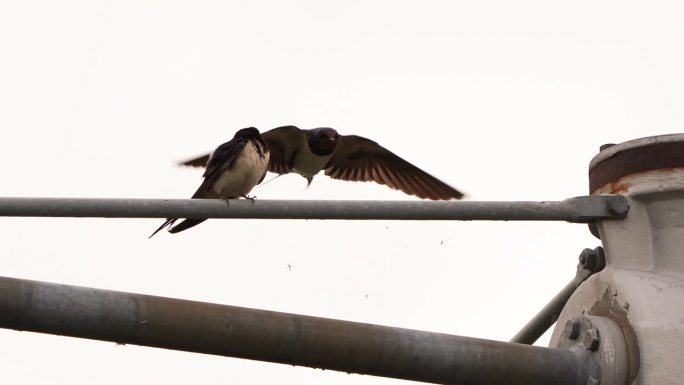 两只家燕(Hirundo rustica)栖息在一根金属棒上