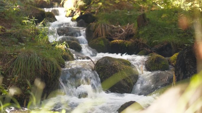 森林河实时4k画面，固定摄像机。